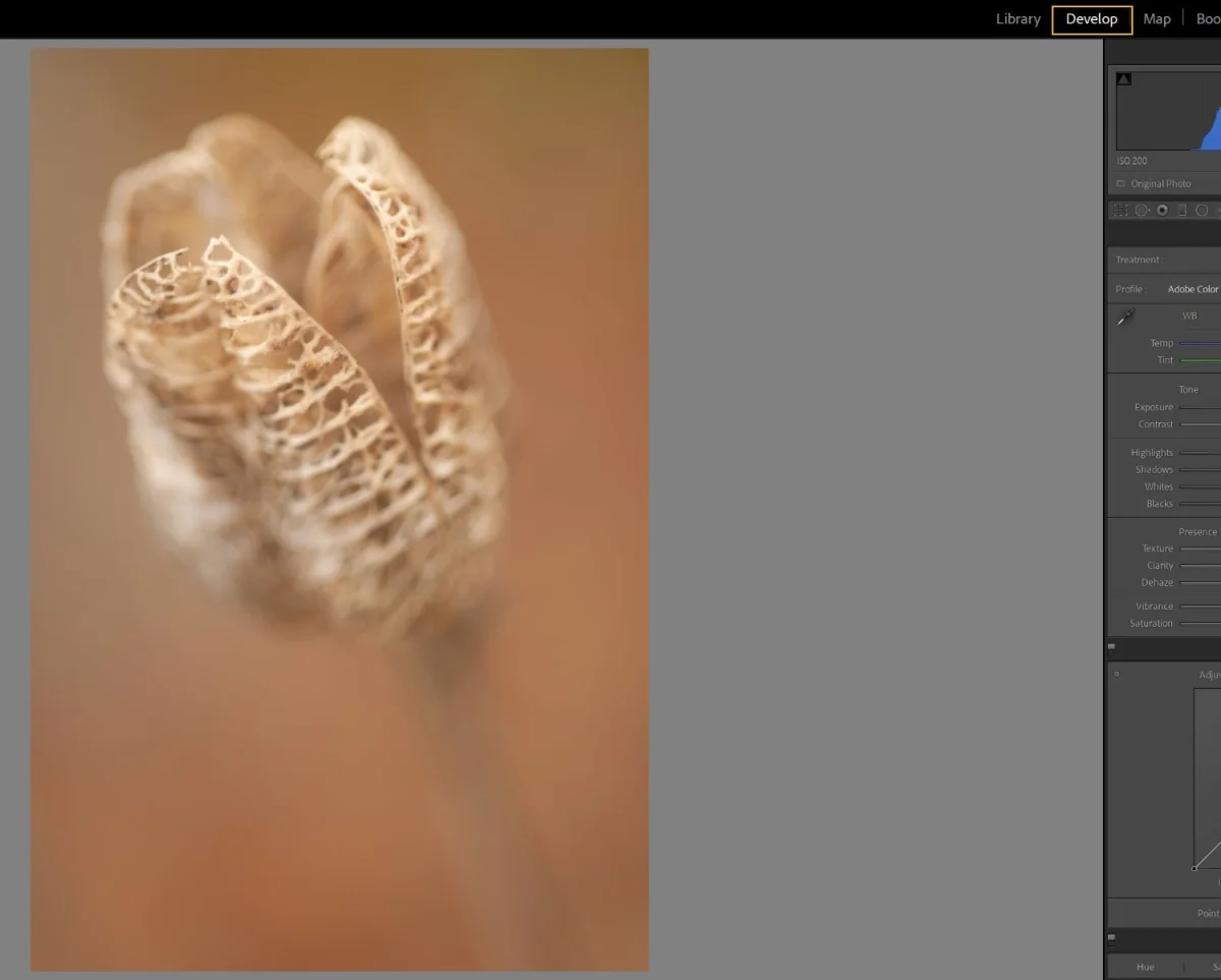 image in Develop module