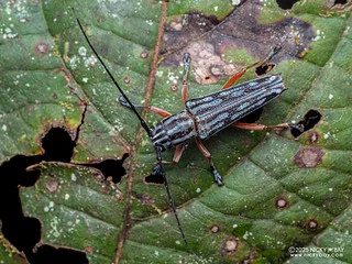 Longhorn beetle (Glenea itzingeri) - P3292450