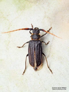 Longhorn beetle (Sarmydus antennatus) - P3281020