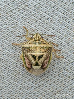 Stink bug (Pentatominae) - P3115054