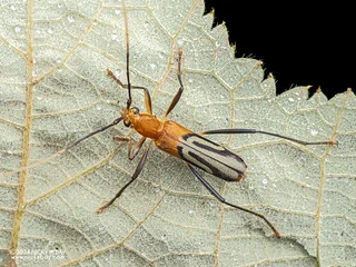 Longhorn beetle (Pseudodemonax confusus) - P3103255