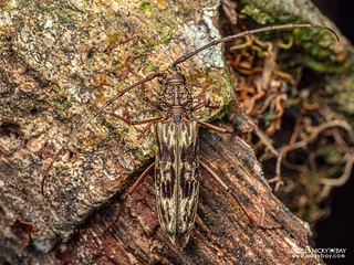 Longhorn beetle (Dialeges pauper) - P3303734