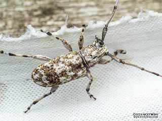 Longhorn beetle (Mesosa revoluta) - P3102978