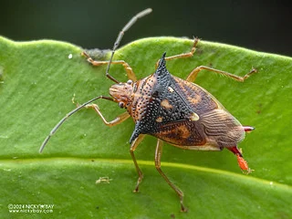 Shield bug (Elasmucha sp.) - P3103290