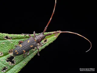 Longhorn beetle (Cyriotasiastes sp.) - P3114876