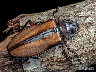 Longhorn beetle (Rhaphipodus suturalis) - P3303593