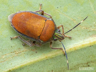 Jewel bug (Tetrarthria variegata) - P3137466