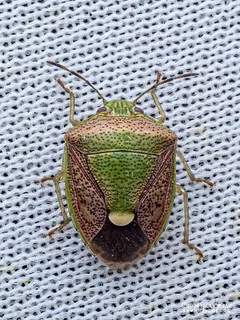 Stink bug (Pentatominae) - P3103913