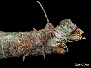 Longhorn beetle (Cyardium sandacanum) - P3126472