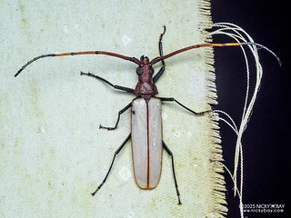 Longhorn beetle (Aegosoma osseum) - P3282347