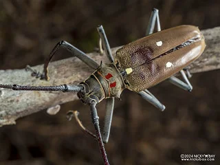 Longhorn beetle (Batocera thomsonii) - P3115286