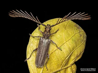 Longhorn beetle (Cyriopalus hefferni) - P3103744