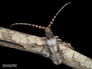 Longhorn beetle (Zatrephus pannosus) - P3126837