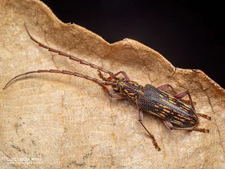 Longhorn beetle (Xoanodera vermiculata) - P3270683