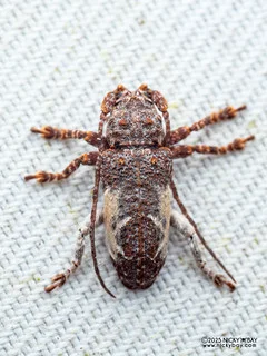 Longhorn beetle (Desisa cf. lunulata) - P3270559