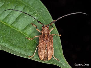 Longhorn beetle (Cerosterna perakensis) - P3114299