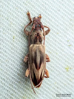Longhorn beetle (Derolydnus bisulcatus) - P3292376