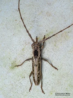Longhorn beetle (Spinidymasius crinicornis) - P3282371