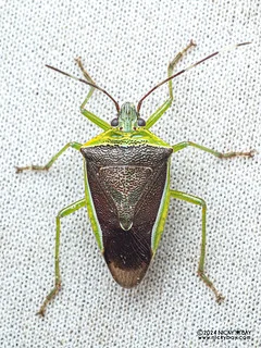 Stink bug (Neojurtina typica) - P3137741