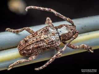 Longhorn beetle (Pterolophia medioalbicollis) - P3281165