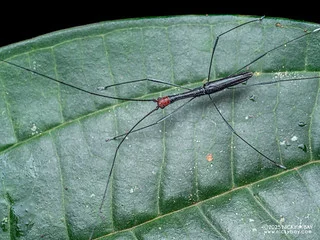 Long-neck longhorn beetle (Cylindrepomus rubriceps) - P3303536