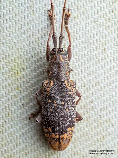 Longhorn beetle (Myagrus vinosus) - P3282370