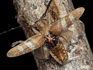 Longhorn beetle (Thestus alexandra) - P3303748