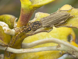Longhorn beetle (Imbrius solodovnikovi) - P3103354