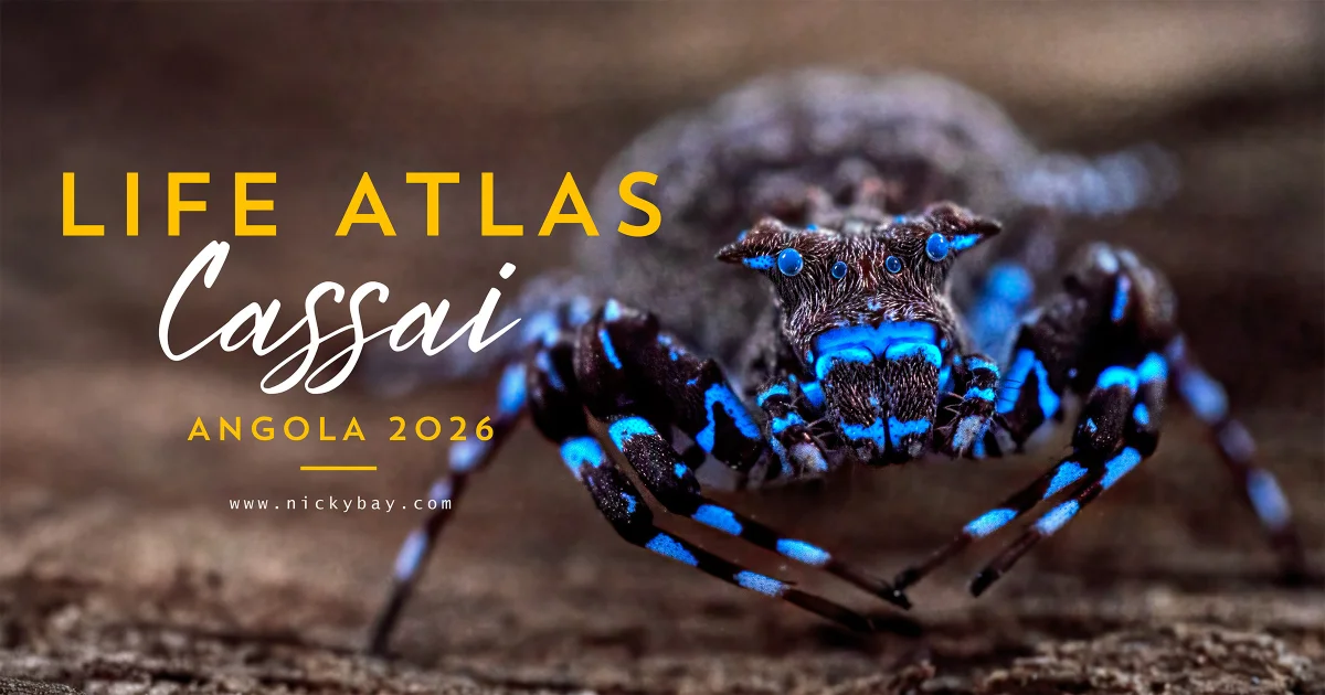 Cassai Life Atlas: Angola 2026