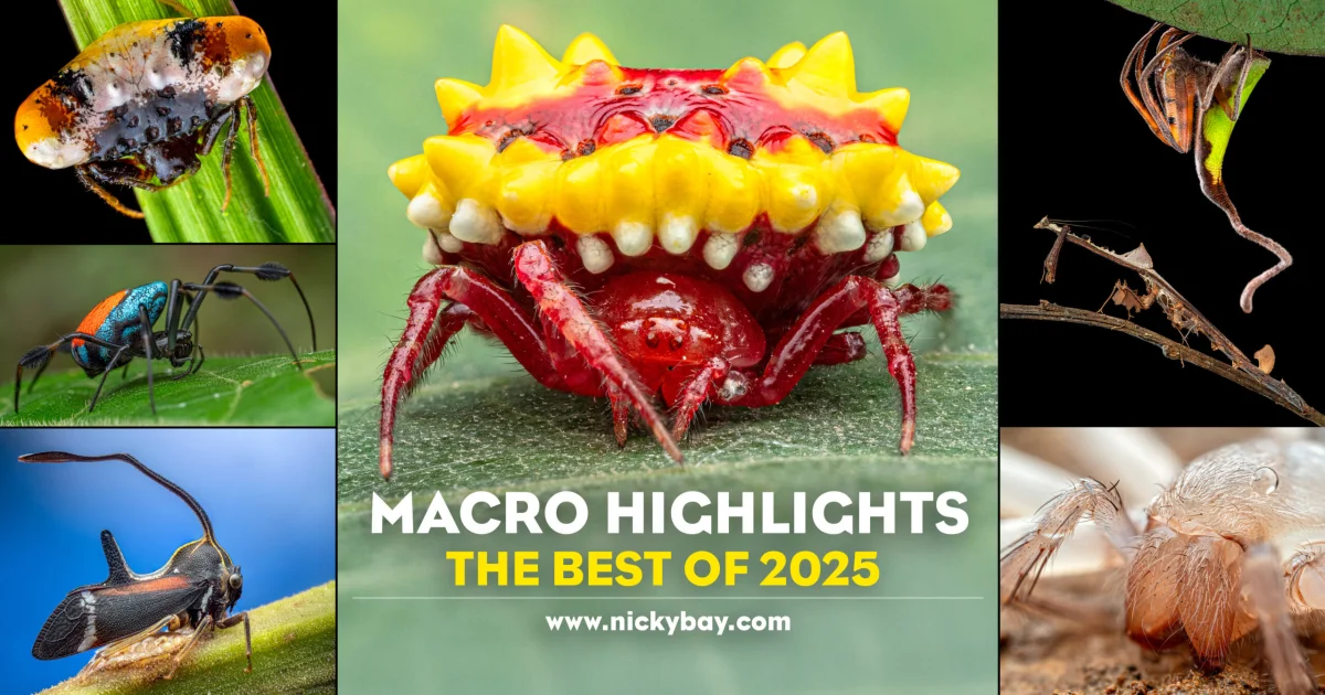 Macro Highlights – The Best of 2025