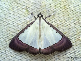 Snout moth (Pitama hermesalis) - P3103654