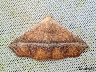 Moth (Eublemma crassiuscula) - P3092381