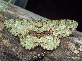 Geometer moth (Ophthalmitis rufilauta) - P3137646