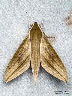 Hunter hawkmoth (Theretra rhesus) - P3103025