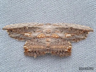 Hooktip moth (Pseuderosia cristata) - P3092032
