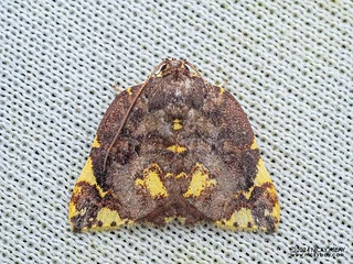 Tufted moth (Cossedia hyriodes) - P3103587