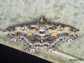 Geometer moth (Cleora sp.) - P3125539
