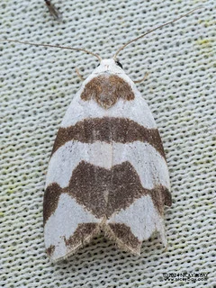 Lichen moth (Eugoa trifascia) - P3103634