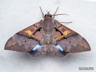 Underwing moth (Ischyja manlioides) - P3137620