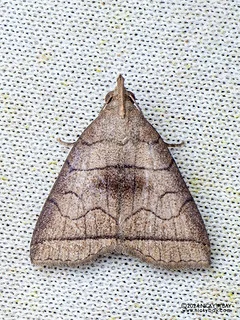Litter moth (Polypogon longisaccus) - P3092354b