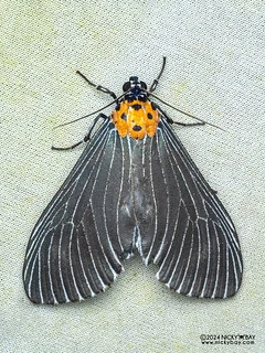 Snouted tiger moth (Neochera marmorea) - P3114308