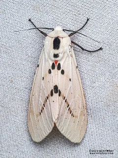Tiger moth (Spilosoma sp.) - P3103565