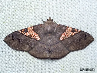 Fruit-piercing moth (Platyjionia mediorufa) - P3103692