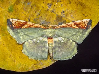 Geometer moth (Yashmakia veneris) - P3103804