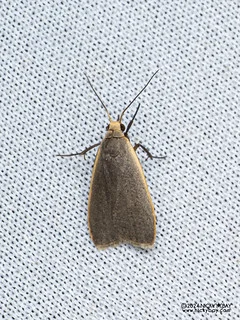 Lichen moth (Lithosiina) - P3092136