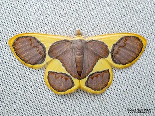 Geometer moth (Plutodes cyclaria) - P3092236