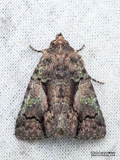 Cutworm moth (Aedia marginisecta) - P3114018