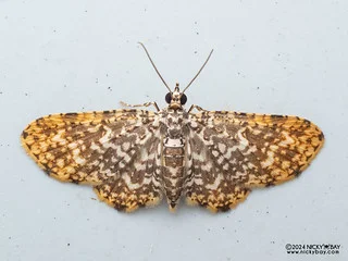 Carpet moth (Pomasia sp.) - P3115183