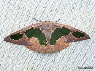 Geometer moth (Celenna festivaria) - P3103827