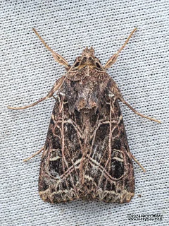 Cutworm moth (Dictyestra dissectus) - P3103518
